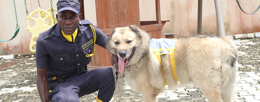 k9 1
