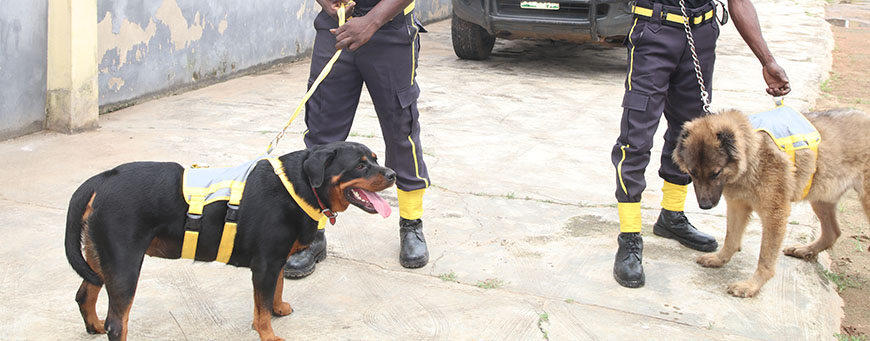 k9 2