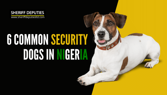 6 Common Security Dogs in Nigeria